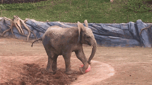 财神跳一跳苹果版下载:大象为什么不能跳？