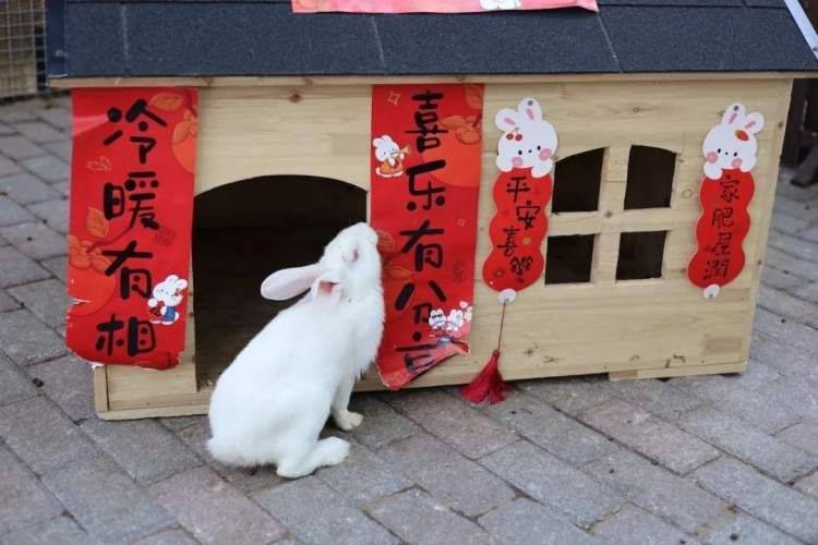 小苹果舞蹈儿童版 小兔子:兔年带娃逛上海动物园，千万要来这里看兔兔哦