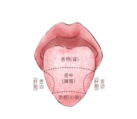 脾胃图片推荐苹果版:舌苔知健康，看看你身体的哪个部位出现异常