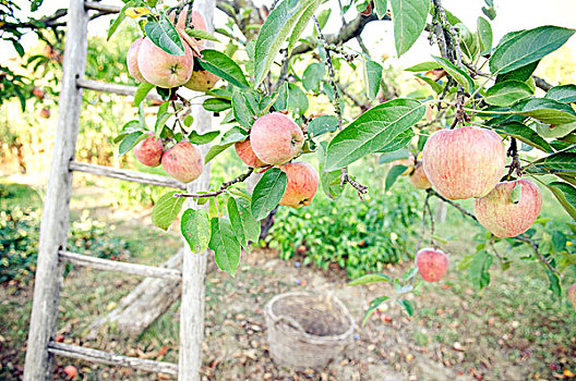 梯子免费版苹果免费苹果梯子软件